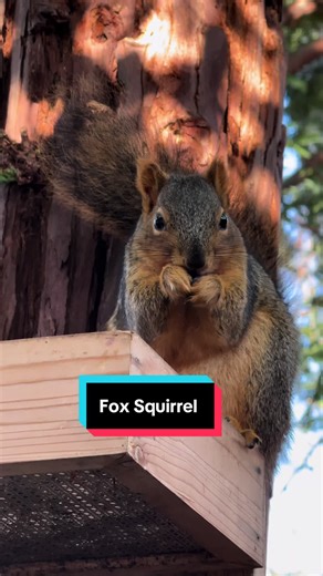 #squirrel #foxsquirrel