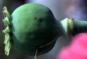 Ópio - Brasil Escola