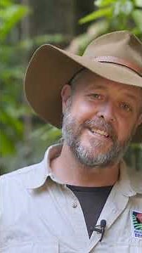 Can You Help to Protect Threatened Species in the Daintree Rainforest?