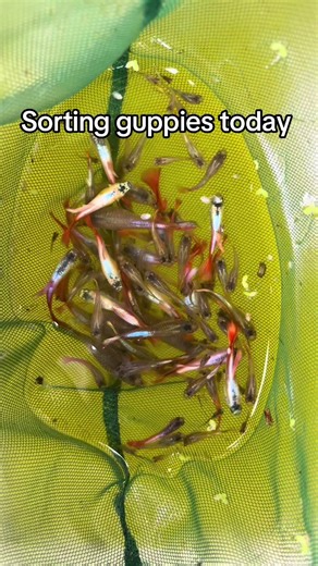 Sorting My Guppies: Catching and Selecting Fish