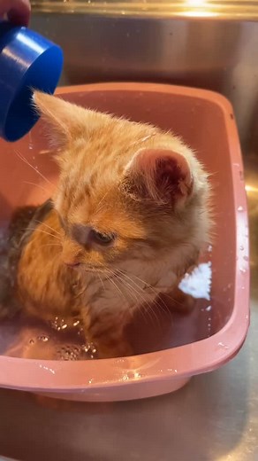 339 reactions · 13 comments | He’s just a little bath boy. #kittens #kitten #kittensofinstagram | Kitten Zookeeper | Facebook