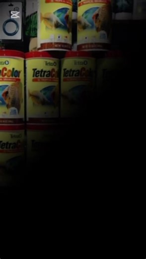 #virtualaquarium #aquarium #aquascape #acuariosguatemala #tetra