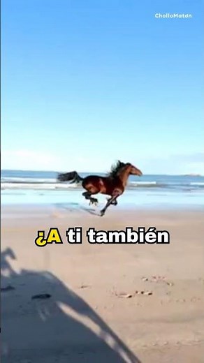 VIRAL. The video of a HORSE running on a beach that will make you feel totally FREE #freedom