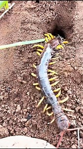 177K views · 776 reactions | IQ centipede VS 1000 bullet ants #usareels #viralchallenge #unitedkingdom #noway #UnitedStates #viral #newyork | Re Chizin | Facebook