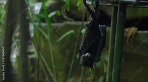 Black flying fox hanging upside down in its usual habitat in a forest