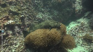 Brown-spotted Grouper (Epinephelus coioides) lies on sea anemones. Grouper is cleaned up by shrimps