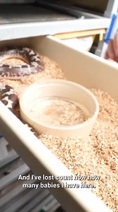 179K views · 1.6K reactions | Close Encounter: Giant Snakes Feeding Frenzy! #reels #snake #animals | Brian Barczyk | Facebook