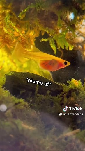 Skinny Queen Sushi: A Fish Lover's Journey