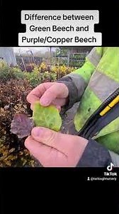 Difference between Green Beech and Purple/Copper Beech