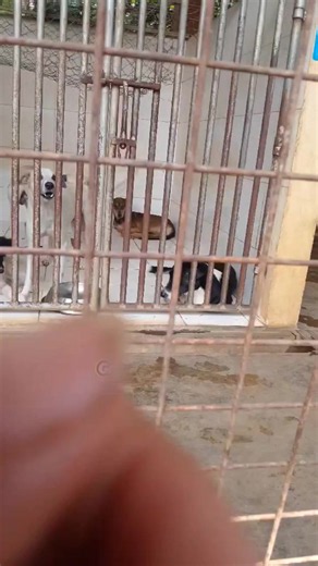 You can see the joy in the dog's eyes when seeing his owner after being held at the city dog pound for three days, the happiness is indescribable. The dog is grateful that his owner sought and retrieved him to bring him back home. Owners should not leave their dogs outside the street unattended to prevent them from being captured by the city dog pound. If they are captured, make every effort to rescue them, and do not allow them to be euthanized, as they are innocent and unaware that roaming the