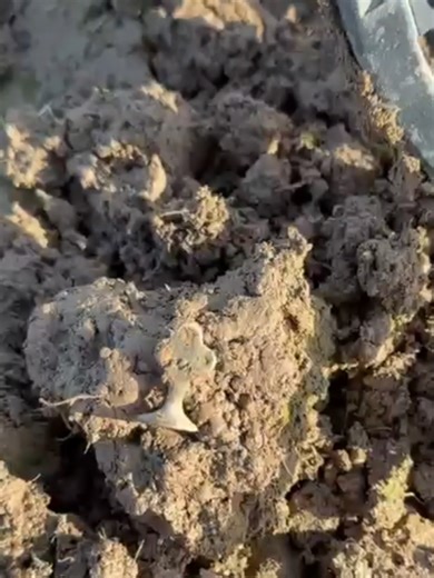 Discovering a Medieval Stamp While Metal Detecting