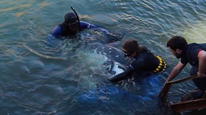 Sunfish rescued in daring release effort! Watch as Two Oceans Aquarium staff, volunteers and interns work together to rescue an ocean sunfish that got stuck in the dry dock of the V & A Waterfront. | Two Oceans Aquarium
