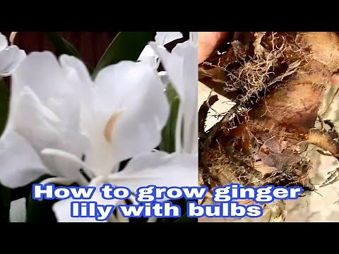 How to grow ginger lily with bulbs.All about my ginger lily plant.🌺🌺
