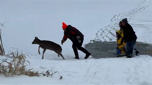 Deer rescued from frozen lake in Minnesota