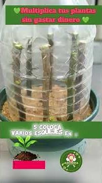 🌿Multiplica tus plantas sin gastar dinero 💚 ¡El truco para propagar plantas por esquejes con éxito!