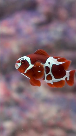 The Peacekeeper Maroon Clownfish is in stock — bold, beautiful, and only at LiveAquaria. 🐠🔥