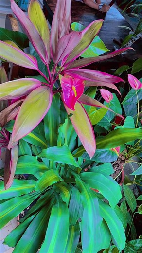 Vida verde Rizo on TikTok