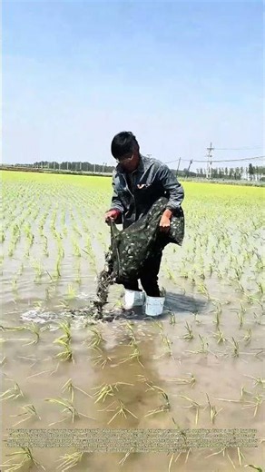 Stocking The Paddy: How Farmers Raise Crabs Alongside Rice