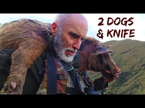 Watch the Dogs Work! Alpine Southern Pig Hunting in New Zealand