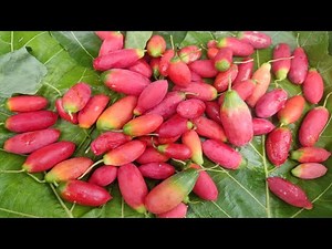 Ivy Gourd | Kova palam | Coccinia grandis (கோவைப் பழம்) fruit picking and Eating in my village
