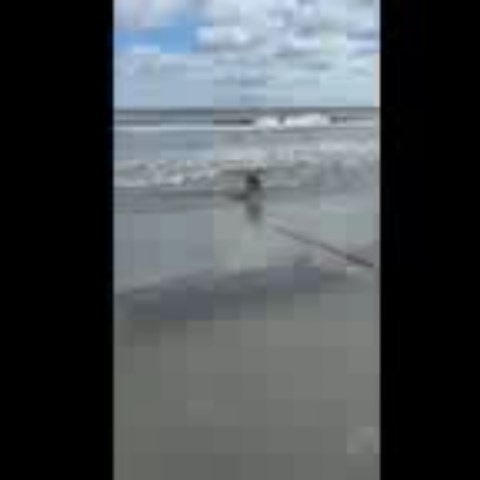 Cornish Mountain Labradors on Reels