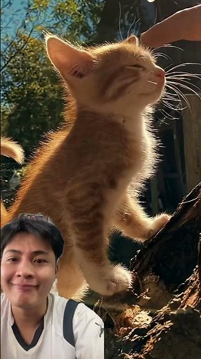 Mahheeoo #cat #edit #cute #kitten #memes #stitchtricks #duet #funny #automobile