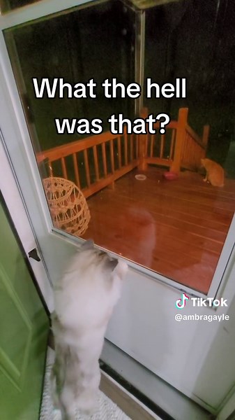 I opened my front door and a possum tried to attack the cat who I feed everyday , scared me! 😱 #possum #possumattacks #outdoorcat #catprotects #toughcat #catfightsback #indoorcat #whatwasthat #possumeatingmycatfood #catfood #standoff #cathissing #catwatches