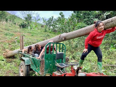 giant tree transport this is the full video about tree transport