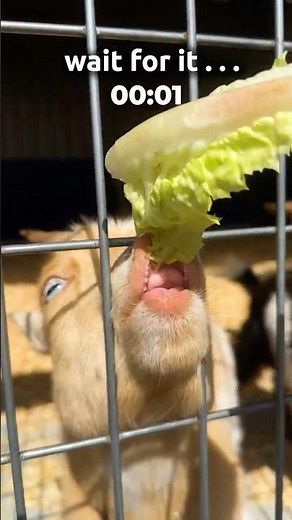 POV: You’re Feeding a Goat, Then THIS Happens