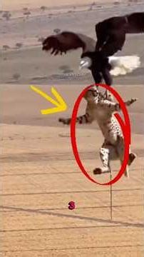 Situations that should not occur in nature but do, part 3 #animals #wildlife