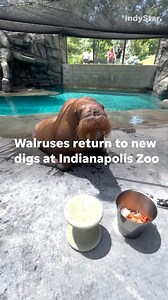 3.8K views · 129 reactions | Pacific walruses are back at the Indianapolis Zoo with updated digs after spending over a year at SeaWorld Orlando while their new habitat was being installed. Video courtesy of the @indianapoliszoo #indianapolis #zoo #zoolife #walrus | IndyStar | Facebook