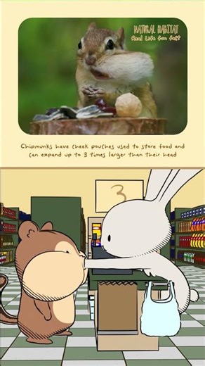 NH vs. Real Life! Chipmunks have cheek pouches to store food & can expand 3x larger than their head