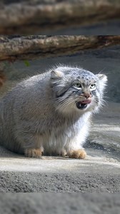 5.3K views · 175 reactions | Cute chonk chonk  #cat #meow #chonk | Cat Super LAG | Facebook