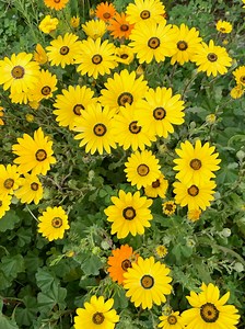 Natural dye educator uses plant dyes to turn fabrics into beautiful and functional works of art