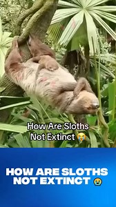 How Are Sloths Not Extinct  | Animal Rescue Group | Facebook