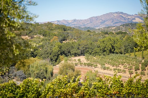 Discover Why Benziger Family Winery is Rated One of America's Top-Ranked Biodynamic Wineries Based in The Heart in Sonoma Valley, California