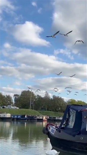 Geese Making LOTS OF NOISE #shorts #shortsfeed #geese