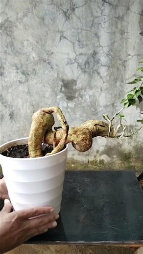 SGP ORI Merah Fanta yang mau melanjutkan silahkan. #shorts #bugenvile #singapore #bungcanursery