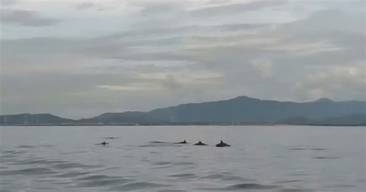 VIDEO: Đã mắt với đàn cá heo “nhảy múa” giữa biển Hòn Cau