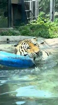 円山動物園アムールトラトートトートプール日和2026.7