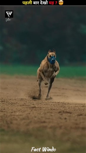This is the fastest dog in the world🫪 #shorts