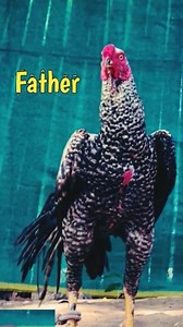 Longtail parrot beak aseel rooster breeding result #longtail #parrotbeak #aseel #rooster #shorts In this video, the breeding results of a South Indian Long Tail Parrot Beak Aseel Rooster are being shared with you. The video features the Long Tail Breeder Aseel rooster and its chicks. Be sure to share your feedback about the rooster's breeding results. #chicken #chicks #aseelmurga #aseelchicks #breeding #pets #Youtubeshorts #viralvideo #masteraseels ____________________________________________ If