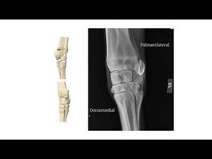 Radiology – DLPMO view intro