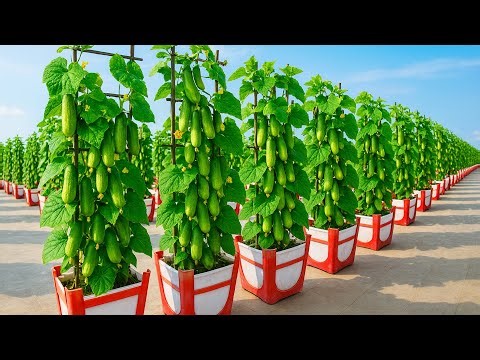 Don’t Toss Broken Chairs—Grow Cucumbers This Way