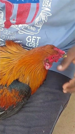 Muddi timmu treatment ela chyali