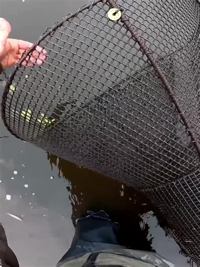 Techniques de Pêche à l'Anguille avec Nasse Géante