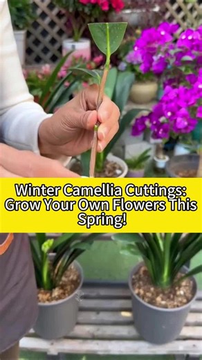Winter Camellia Cuttings: Grow Your Own Flowers