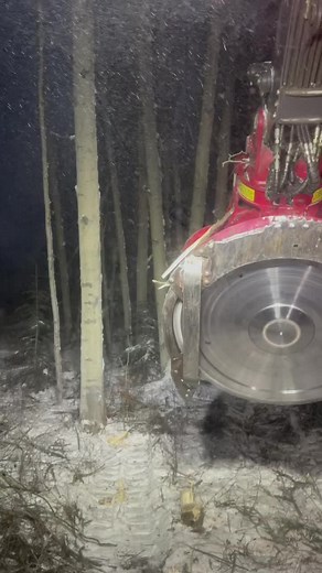 Feller Buncher Logger in Northern BC