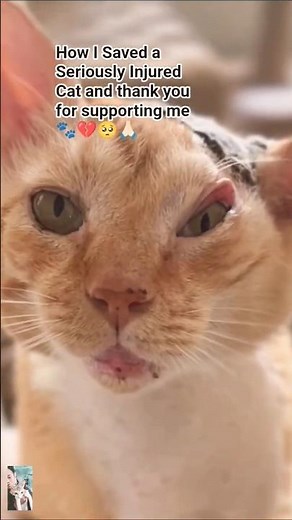 How I Saved a Seriously Injured Cat and His Amazing Recovery#CatRescue #Animal Welfare#PetRecovry