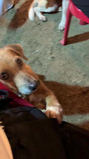 A Silent Hunger: The Frustration of a Mute Dog